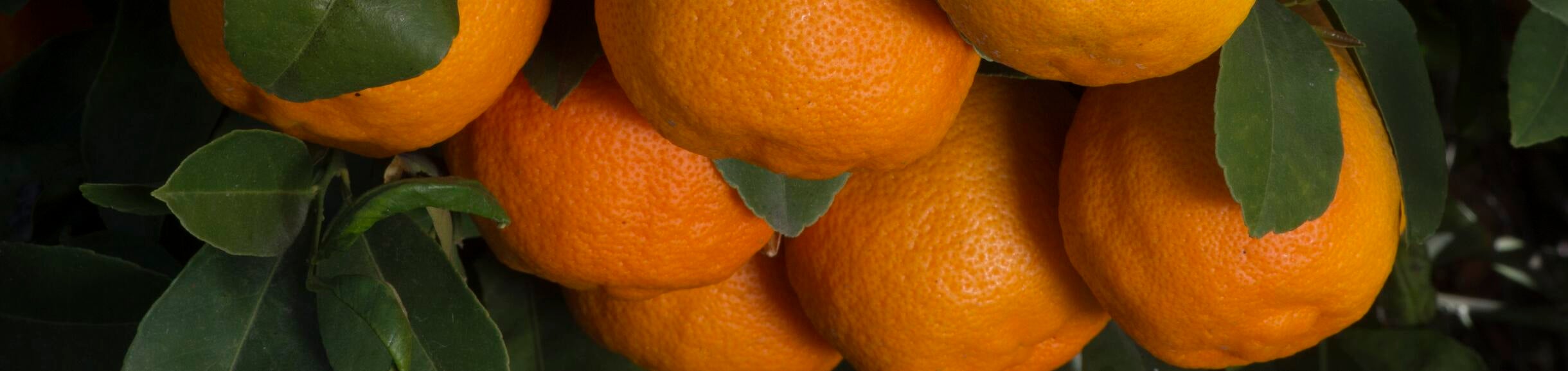 Rangpur “limes” and their hybrids Givaudan Citrus Variety Collection